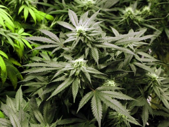 La Américains favorables à la légalisation de la marijuana
