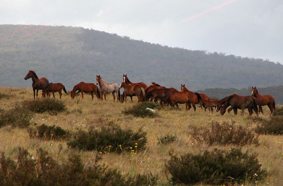 10.000 chevaux abattus en Australie