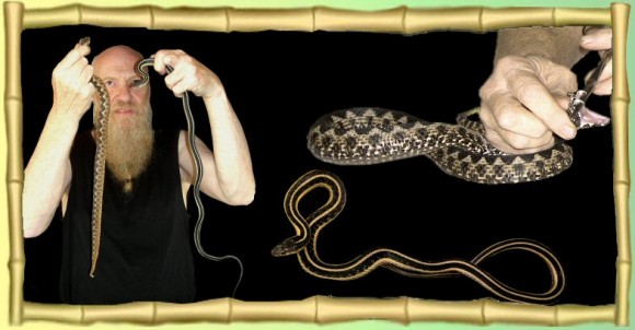 Dieter Zorn et ses serpents