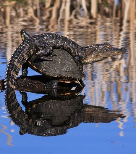 un-alligator-curieusement-perche-ici-sur-le-dos-d-une-tortue_127575_w460