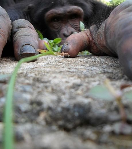 un-chimpanze-photographie-ici-en-contre-plongee-au-moment-ou-celui-ci-escaldait-un-rocher_127567_w460