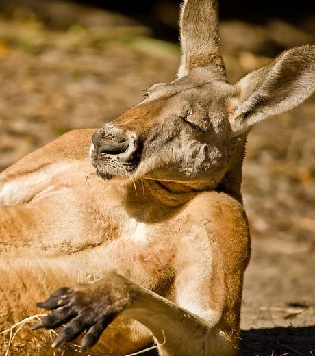 un-kangourou-au-repos-dans-une-position-presque-humaine_127577_w460