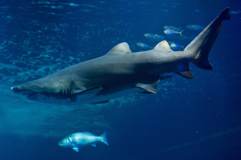 Un requin tigre. Crédits photo: AFP 