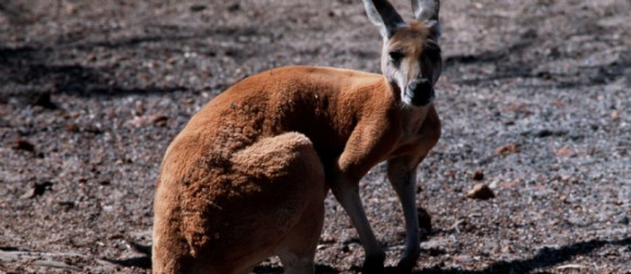 kangourou en Australie