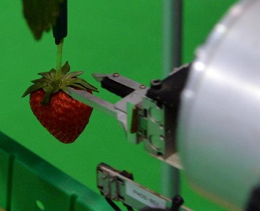 Machines agricoles maker Shibuya Seiki et nationale de l'agriculture et de l'Organisation Food Research montrent un robot choisir une fraise mûre, Tokyo, Septembre 25, 2013.