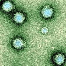 Chikungunya le virus se propage