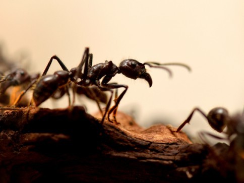 pilagens: une nouvelle espèce de fourmis esclavagiste