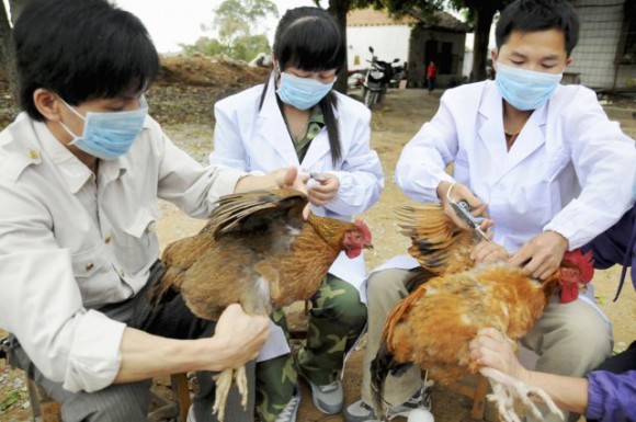 la grippe aviaire a affecté 99 personnes