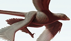 La découverte du Changyuraptor yangi