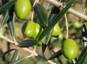 Huile d'olive - Tunisie