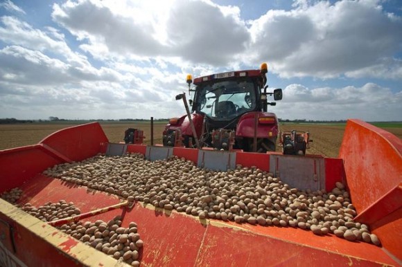 France : Pomme de terre à 90 centimes le kilo
