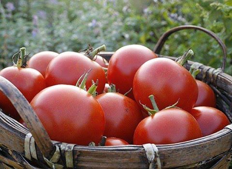 Un SDF : 4 mois de prison pour le vol de 19 tomates