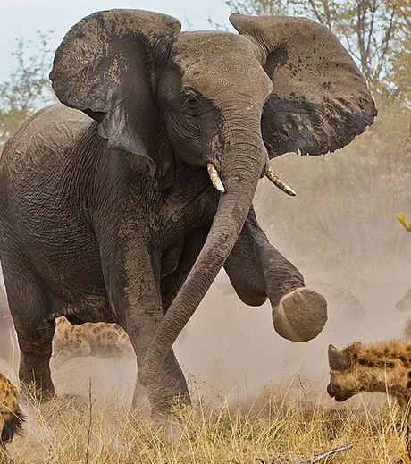 un-robuste-et-courageux-elephant-essayant-de-repousser-les-assauts-de-hyenes_127571_w460