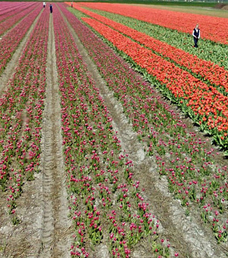google-maps-ce-champs-de-fleurs-plein-de-couleurs-est-arpente-par-des-touristes_129625_w460