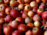 Les pommes n’ont plus tout à fait le même goût, tout ça à cause du réchauffement.