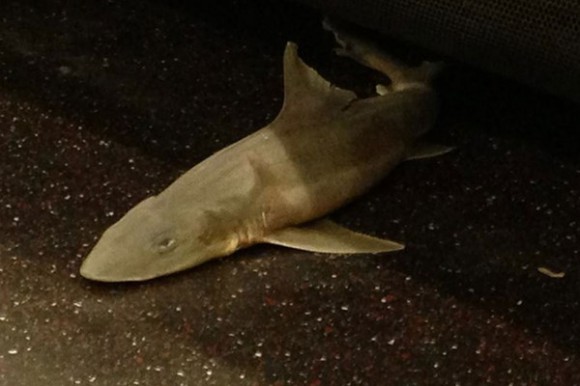 Un requin à New York