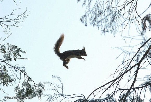 Ecureuil volant au Laos