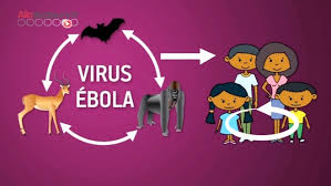 Le virus Marburg fonctionne comme l'Ebola