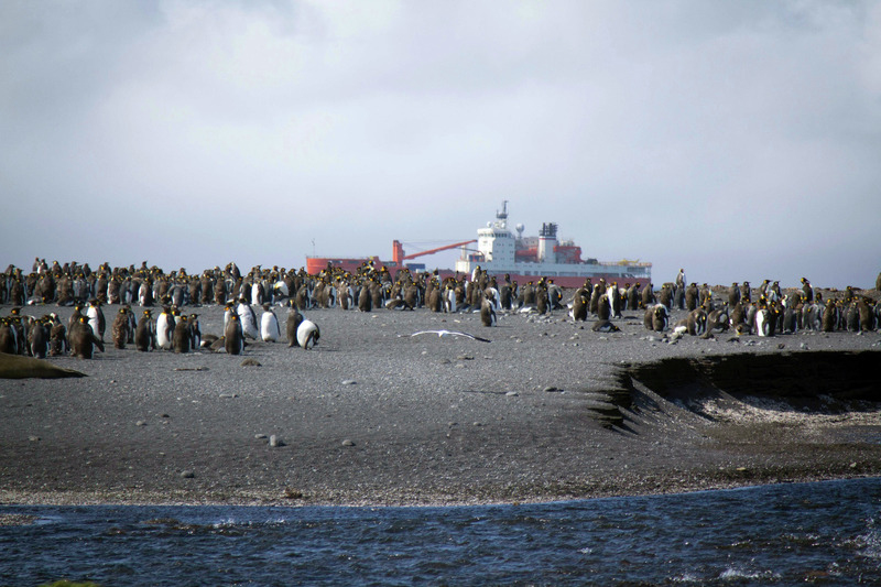 Regarder Thalassa sur France 3 en vidéo : Replay documentaire Coup de chaud sur l'Antarctique