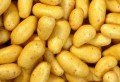 France : Pomme de terre à 90 centimes le kilo
