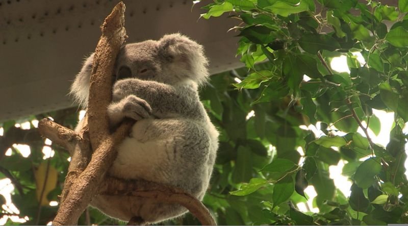 Zone Interdite sur le Zoo de Beauval ce 20 juillet sur M6