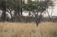 Regarder À l'état sauvage sur M6 : Voir l'aventure de Laure Manaudou avec Mike Horn sur 6Play en Replay Vidéo